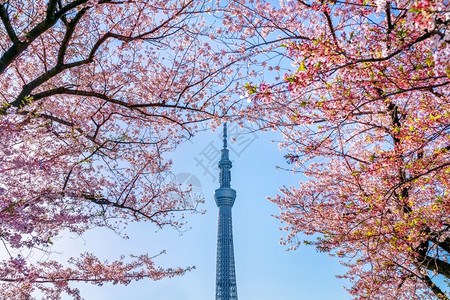 年利率城市季节东京日本横田Tokyo日本19年4月日201年美丽的樱花和东京天空树在日本东京的春天旅行背景