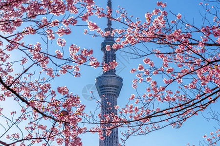 年利率游客季节东京日本横田Tokyo日本19年4月日201年美丽的樱花和东京天空树在日本东京的春天城市背景