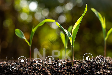 土壤中新苗庄稼年轻的从肥沃土壤中生长出玉米苗有关于土壤退化的技术标志符号包括季节设计图片
