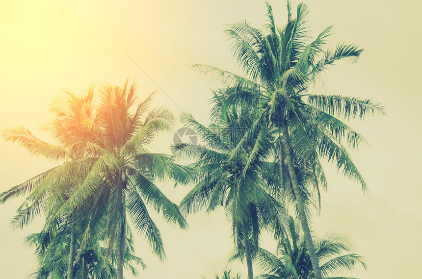 景观筛选灯光热带棕榈树日光照亮天空背景夏季自然旅行概念风调图片