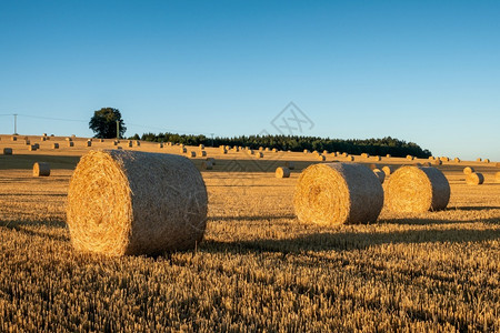 小麦收获后在田地上打球金田地景色下打球草地大包图片