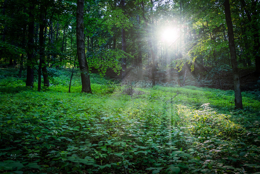 深森林的树木之间夜晚太阳在黑之间日出精彩的光线图片