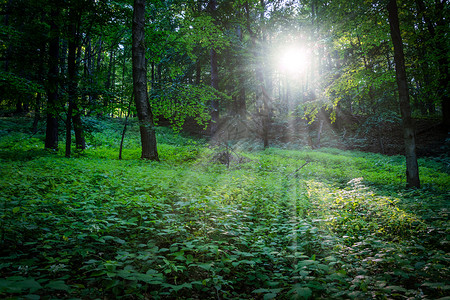 深森林的树木之间夜晚太阳在黑之间日出精彩的光线图片