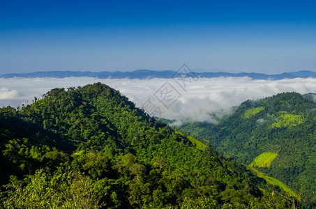 对壮观丛林的空中触目惊心自然夏天状态背景图片