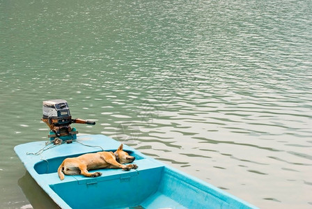 海浪闲暇河狗放轻松享受在船上渡假图片