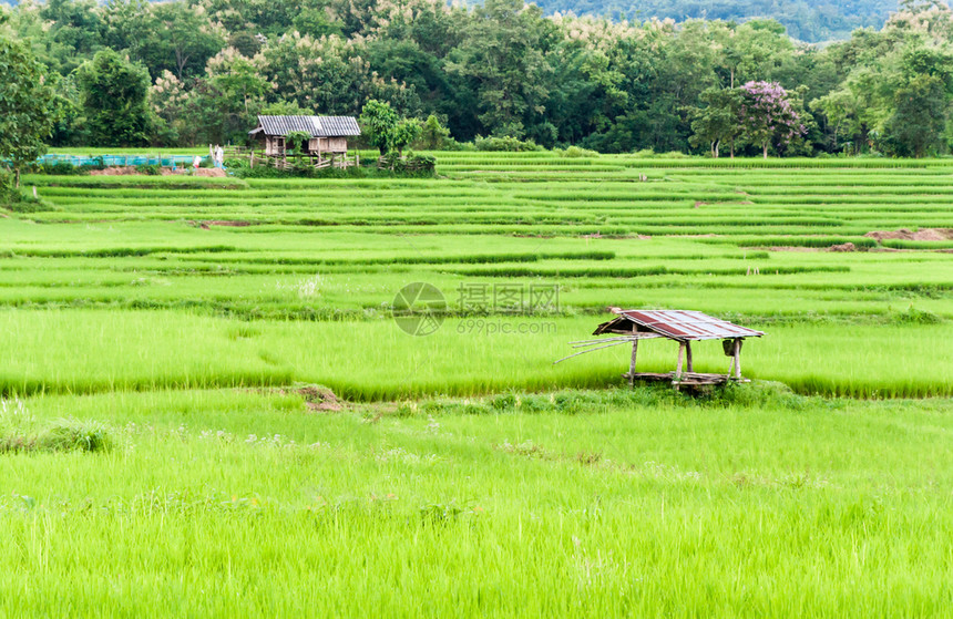 草泰国北部的赖稻田台地米亚洲人图片