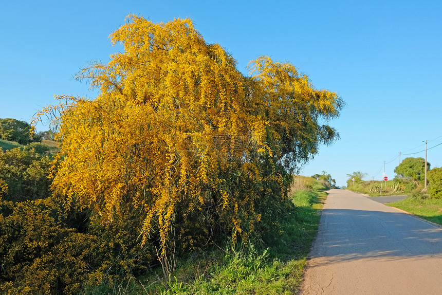 农村在葡萄牙一条乡村公路沿线布满了米莫萨树晴天含羞草图片