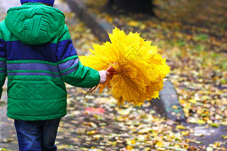 儿童手中一束黄色秋叶图片