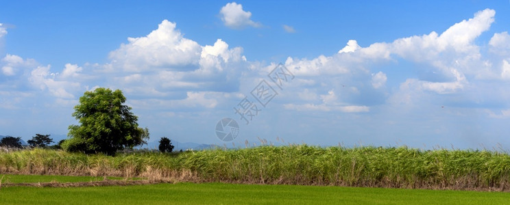 阳光明媚的一天青草地白云蓝天空一片晴朗的天色是绿景象巨大山丘云层峡谷全景观绿乡云美丽的早晨背景图片