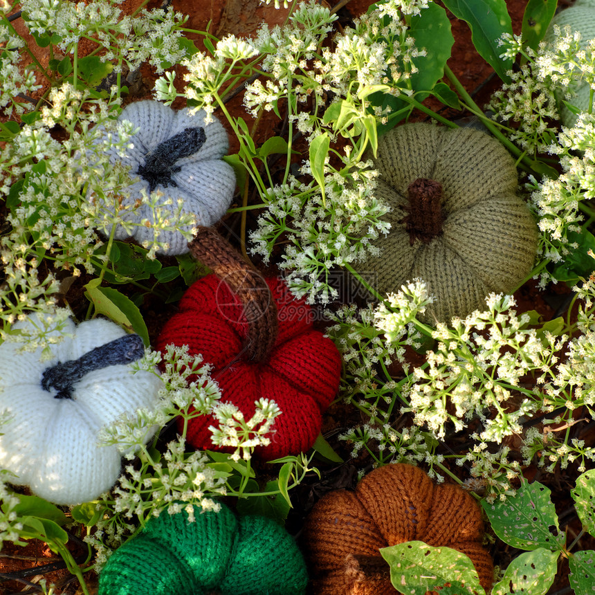白色的丰富多彩花园里一群多彩的南瓜草地上有白色小花朵手工制作的产品用毛线编织休闲活动土地图片
