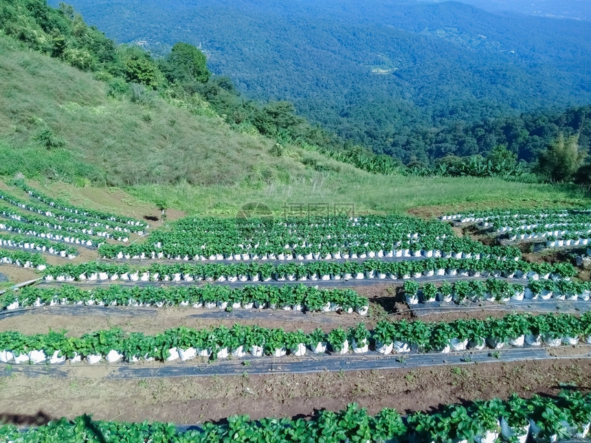 美丽山上的农场草莓浆果新鲜农业图片