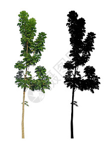 夏天白色背景的黑阿尔法面罩长着一棵厚绿色树叶乔木春天图片