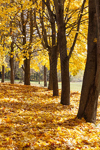 秋天公园黄色的落叶图片