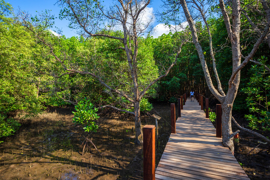 在泰国昌塔胡里森林红树中走着木桥景观坦桑尼亚小路图片