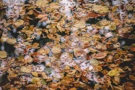 水中的秋叶图片