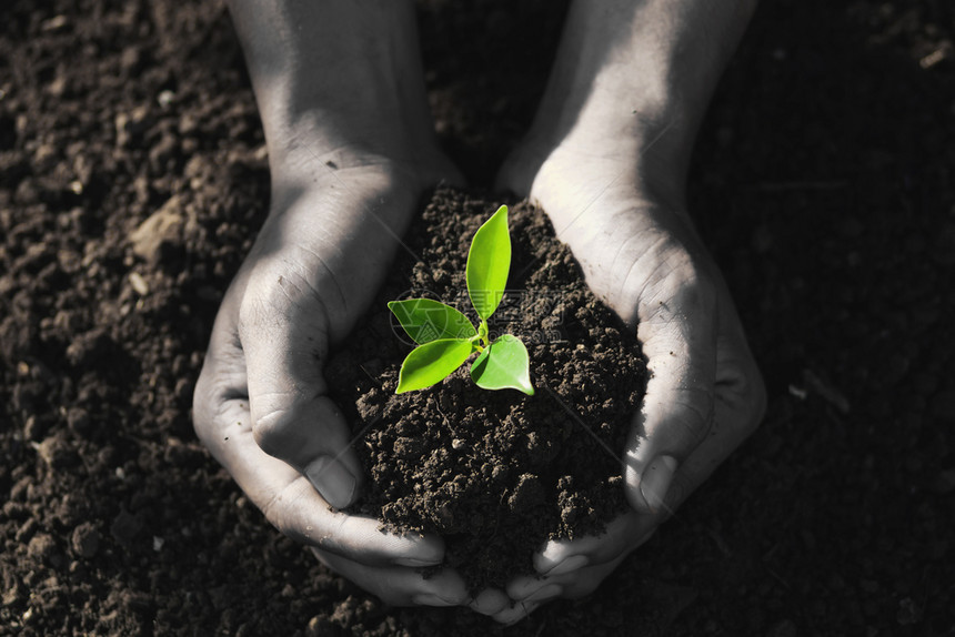 概念的种植生态地球日概念用手握小树植男人农民图片