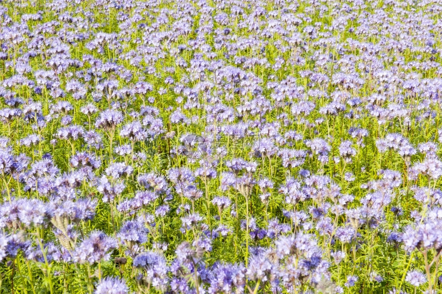 蜜蜂绿花床上的紫色野田地雌蕊蝴蝶夏天图片