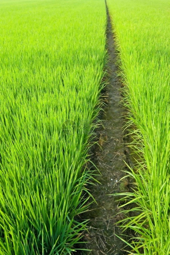 绿田亚洲稻叶子草农业图片