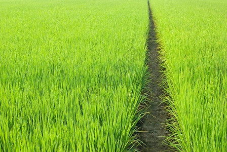 草收成农场绿田亚洲稻图片