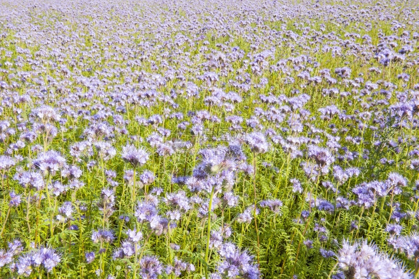 植物群蜜蜂在绿色花坛上的粉红野花田床图片