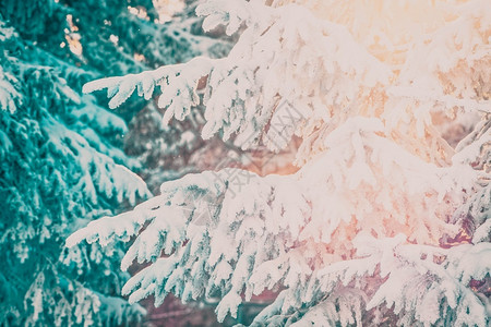 旅行风景优美雪覆盖了松树冬天背景令人惊叹童话图片