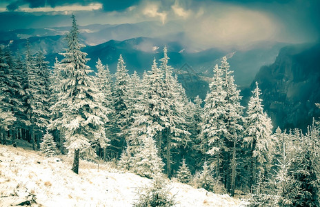 精彩的木头假期雪覆盖了松树冬天背景令人惊叹图片