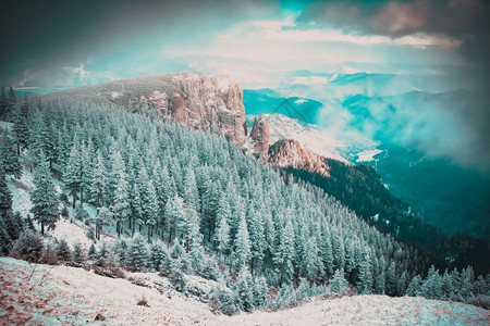蓝色的雪覆盖了松树冬天背景令人惊叹冒险冷杉图片