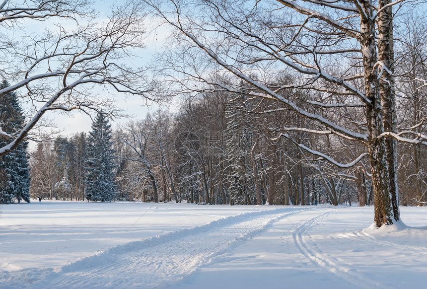 蓝色的以严冬阳光照亮的森林为荣针叶雪图片