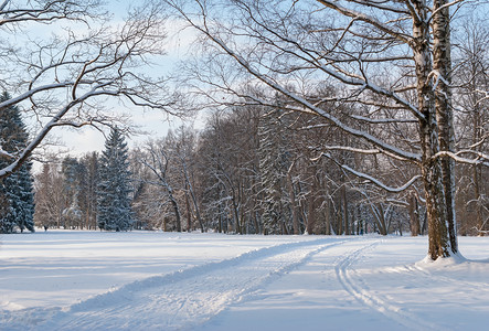 蓝色的以严冬阳光照亮的森林为荣针叶雪图片