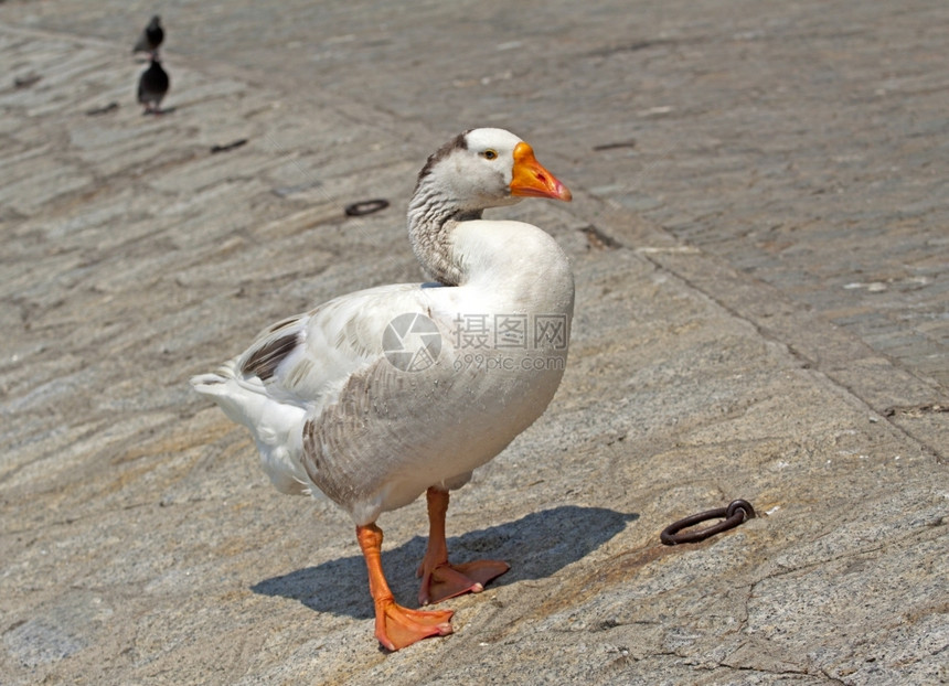 外套鹅白鸭站在码头的岸边蓬松图片