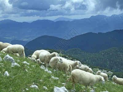 农村山上放牧的羊群农场动物在山上吃草环境乡村的场地图片