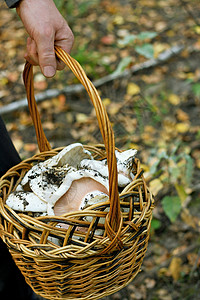 浑自然地面保持秋天采蘑菇一个人拿着篮子蘑菇的形象秋天森林模糊背景上的人背景