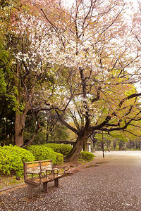 长椅日本洪修干东区京内诺公园中天樱花开股票地区高清图片