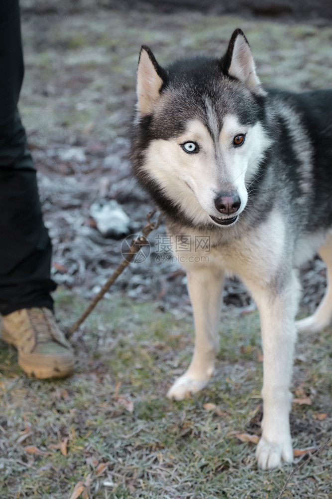 环境男人成对Husky品种狗的近视以不同颜色和腿的眼神站在浅地深处的领带上人图片