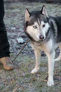 环境男人成对Husky品种狗的近视以不同颜色和腿的眼神站在浅地深处的领带上人背景图片