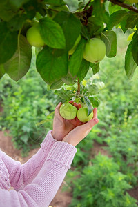 在树枝上挂着果子的青绿苹将从树枝上撕开的小孩手紧在树枝上挂着果子摘花耕作园背景图片
