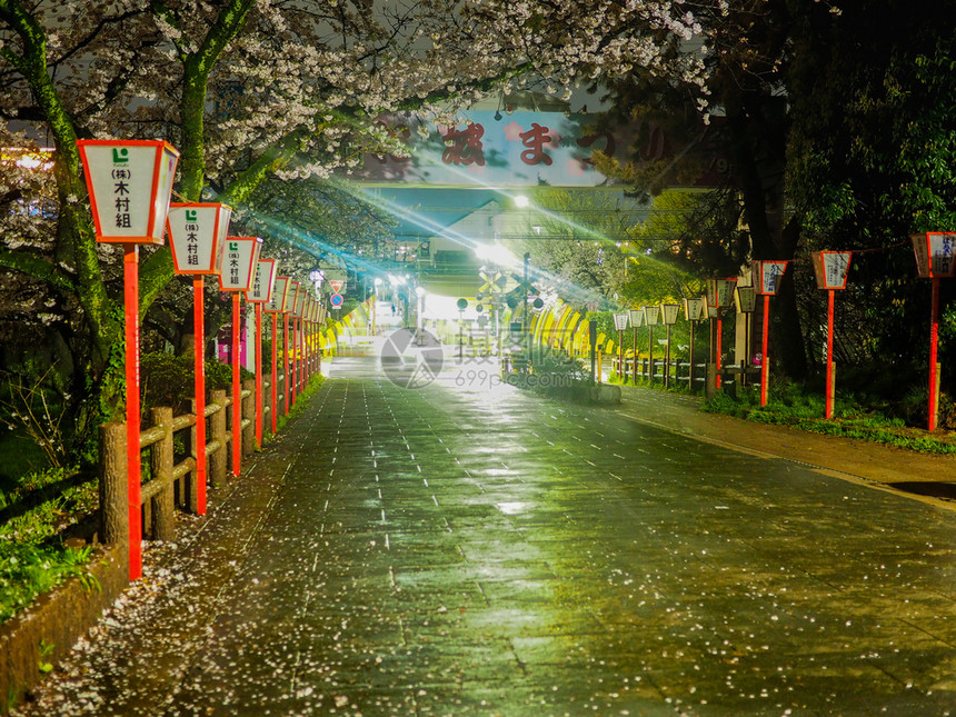日本韩国四月七日2017年4月七日与樱花和本绿灯人开花亚洲图片