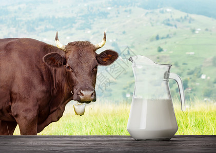 健康夏天晴牛奶在木桌上的玻璃壶里奶牛在背景的草地上牛奶对着放牧的牛图片