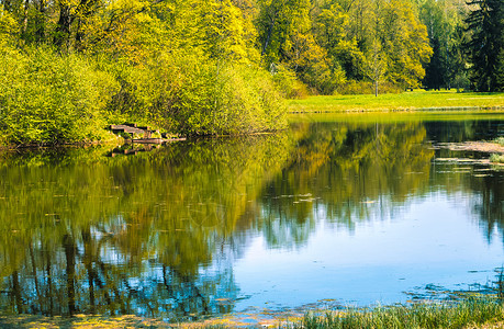 绿色安详在阳光明媚的秋天森林湖景色岸边的秋季树上天风景叶图片