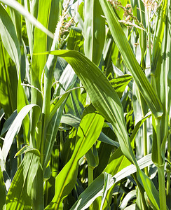 一年之初天空环境的充满了玉米绿色农业田夏天一年的季时间玉米田中的照片完全充满了玉米的田中之地豆芽背景