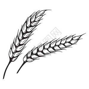 弗留利奇维达莱白饭场地所有的一对小麦老式手雕刻谷物的缝隙农业栽培Scarch插图孤立矢量ScarchPinglert插画