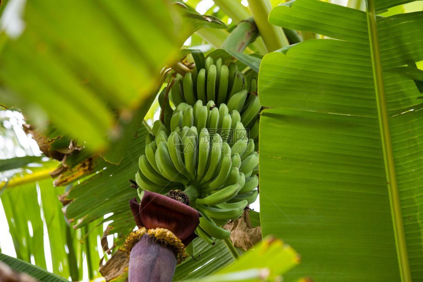素食主义者农业丛林中树上的绿香蕉束特写未成熟的自然丛林中树上的绿色香蕉束特写未成熟绞刑图片