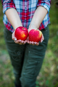 果园采摘苹果的孩子图片