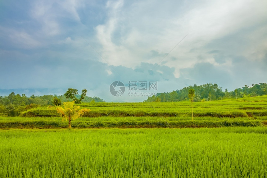 印度尼西亚在爪哇云地岛上的稻田在云风天气中的帕迪田地字段夏天绿色图片