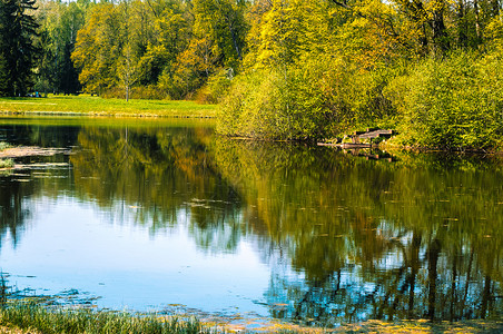 常绿阳光明媚的夏日森林湖阳光晴朗的夏日森林湖景象郁葱美丽图片