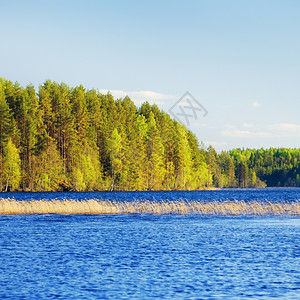 天气镜子夏日的森林湖在俄罗斯卡雷里亚黄色的图片