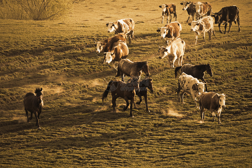 在草地马匹和奶牛上运行的家畜棕色国股票图片