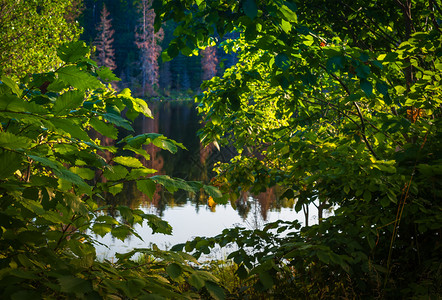 湖面日落的景象通过叶子秋天自然衬套一种图片