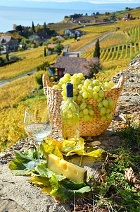 白色的湖瑞士拉沃州葡萄和酒区饮料图片
