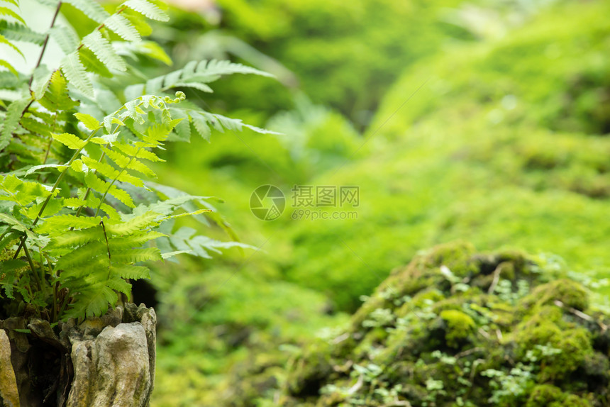 墙纸岩石上的绿藻雨林中美丽木头泰国图片
